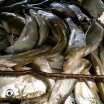 野生白鱼