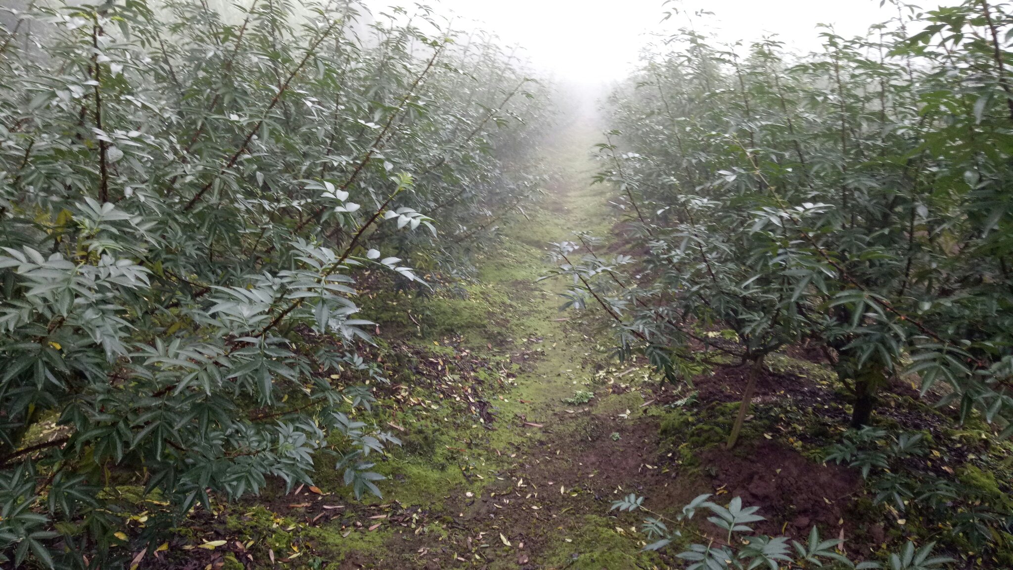 高山线椒种植基地航拍图