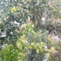 爱媛38号果冻橙《套袋果》