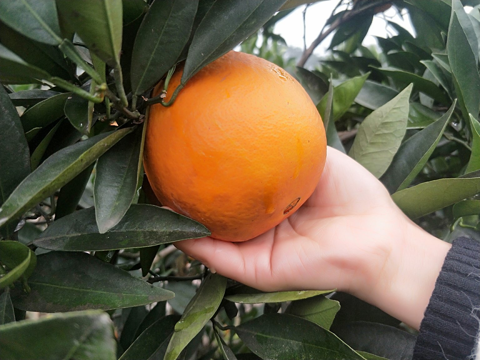 农户采摘红心脐橙场景