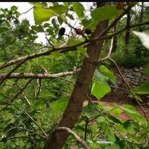 潍坊临朐1450亩种植养殖出租转让27年