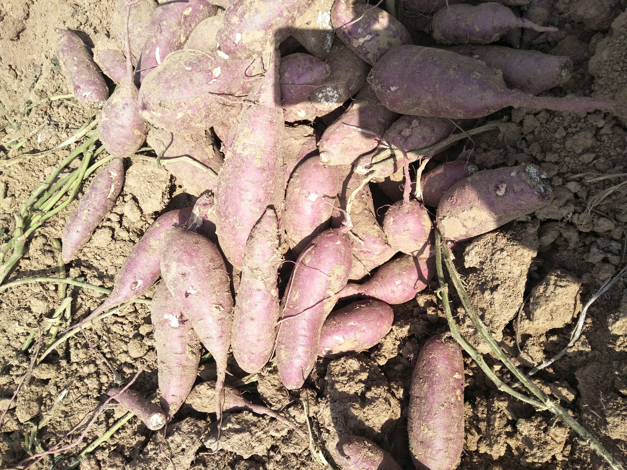 竹薯与姜薯的植物形态对比图