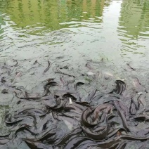 埃及胡子鲶革胡子鲶埃及塘鲺
