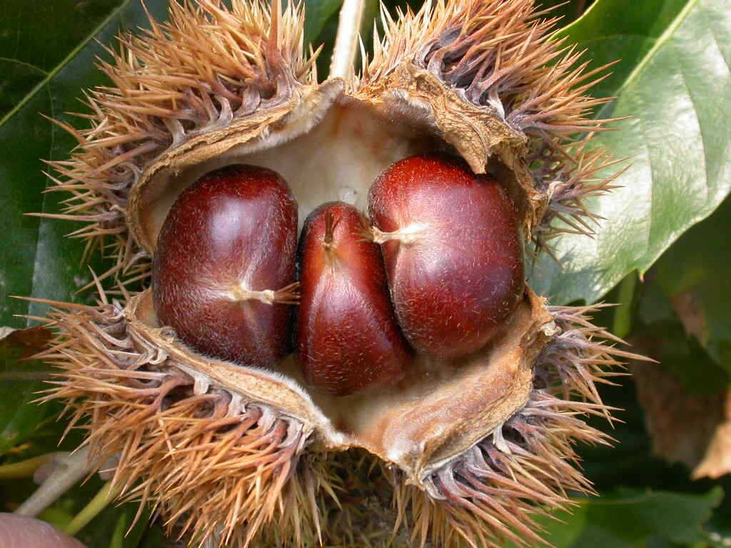 毛栗子树成熟果实特写