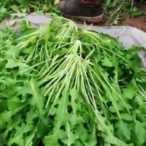 荠菜