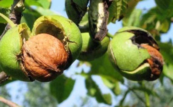 核桃实物图