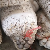 平菇菌棒