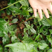 英德红茶茶苗