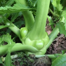 榨菜半斤以上