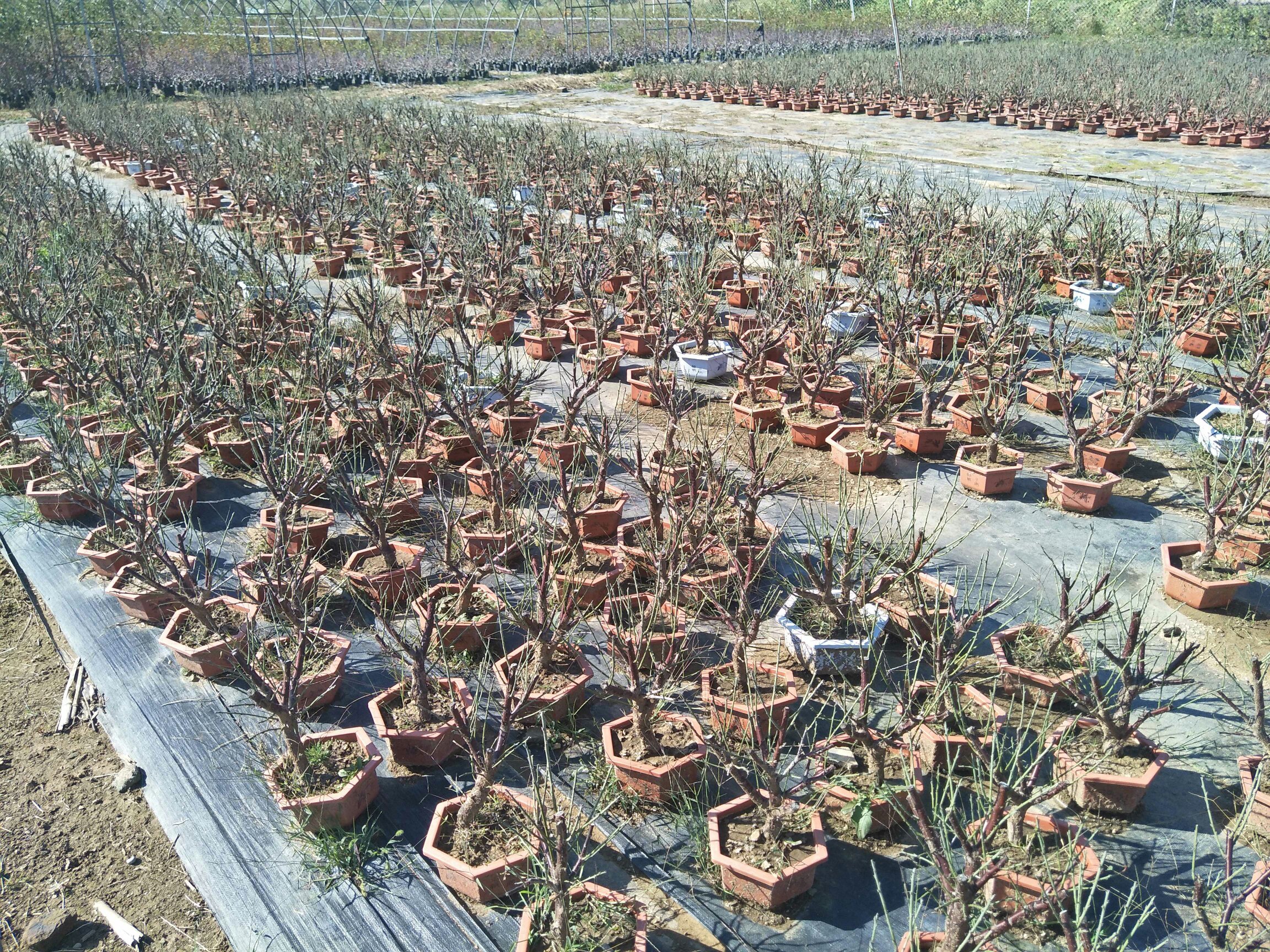 红梅灌木形态展示