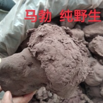 马勃野生
