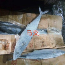 船冻马交