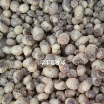 旱半夏种子种球畅销高收益品种，成活率高，出苗快