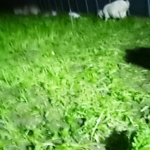 好吃茼蒿
