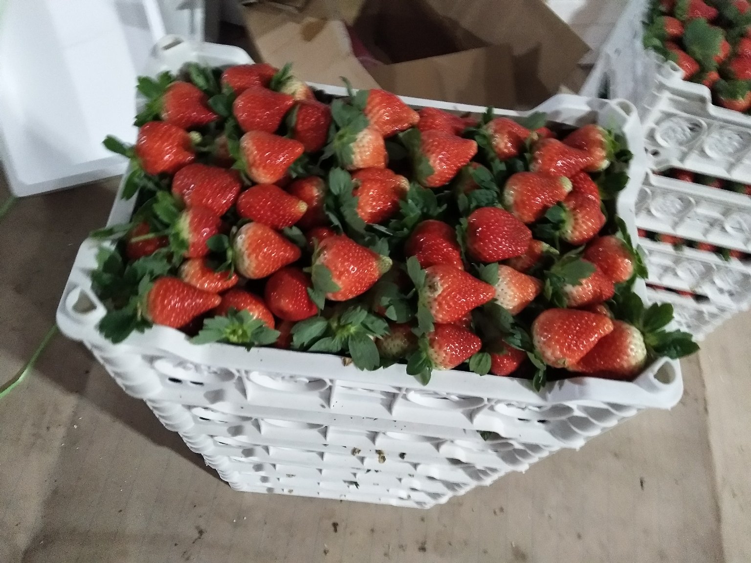 新鲜采摘的奶油草莓摆放在竹篮中