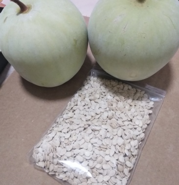 香芋冬瓜种子(100粒)