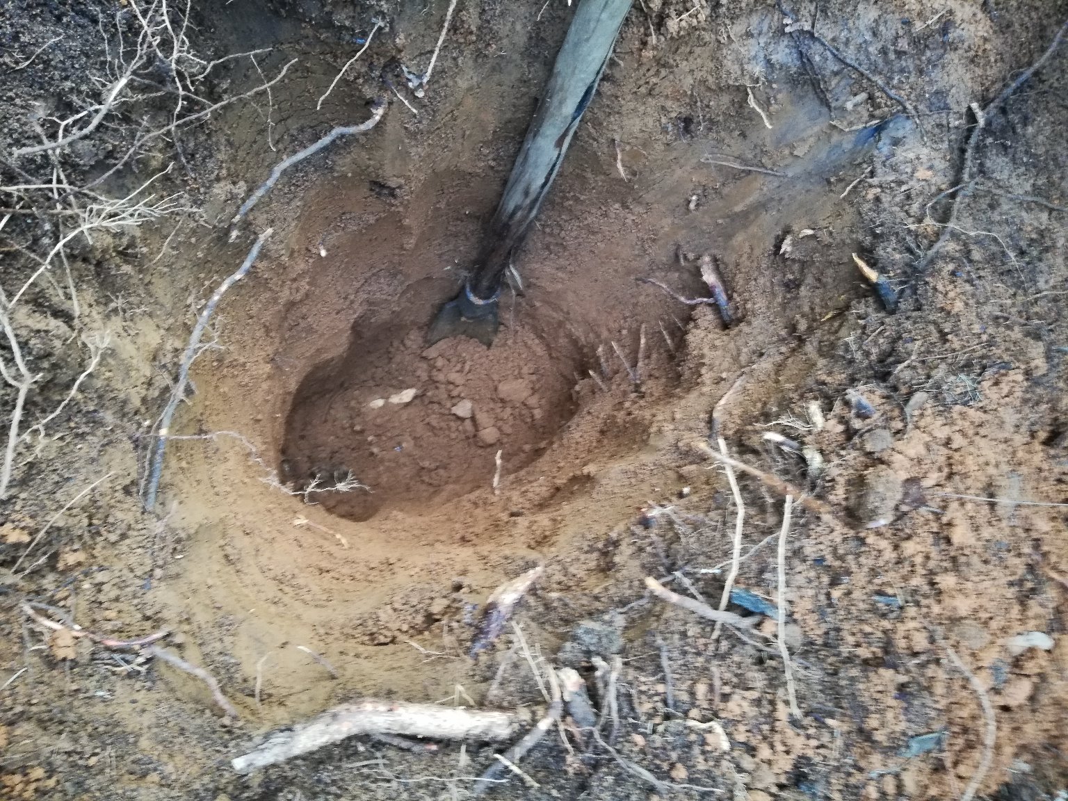 人参种植基地土壤准备