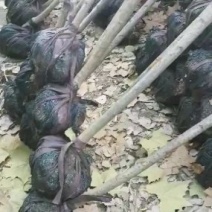3公分樱花树苗樱花树价格