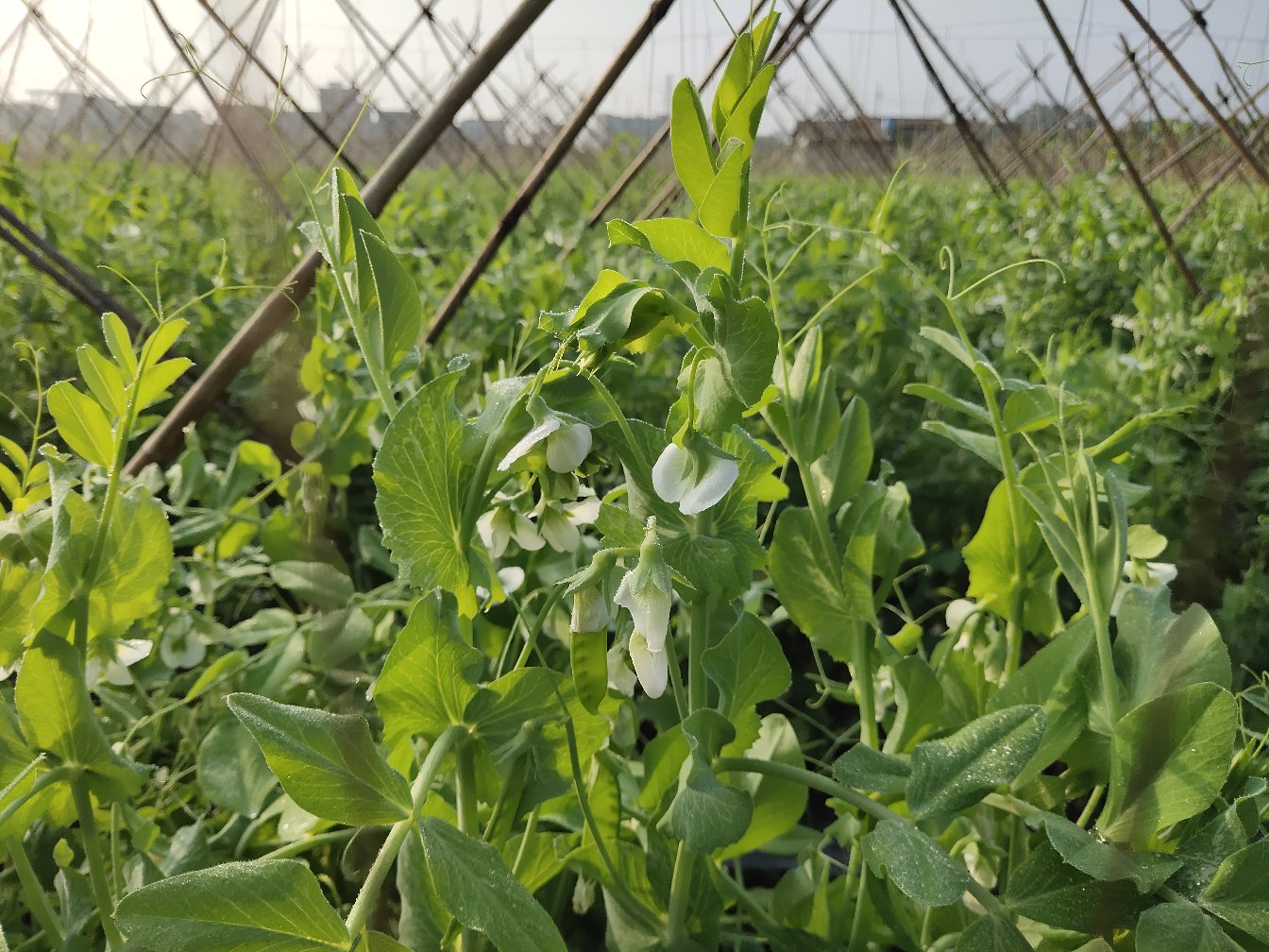 左侧为荷兰豆植株,叶片较大,花呈白色,荚果细长扁平;右侧为粒用豌豆植株,花紫色或粉红,荚果较短且鼓胀明显,内含饱满豆粒。背景为温室栽培环境,配有支撑架系统 荷兰豆与普通豌豆植株对比图