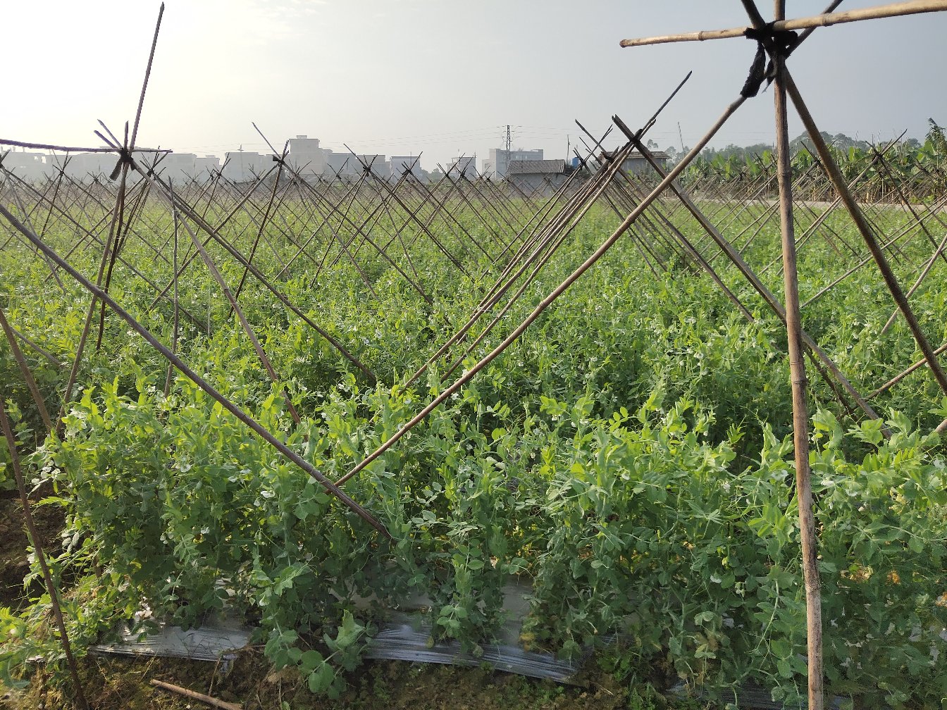 荷兰豆田间管理图