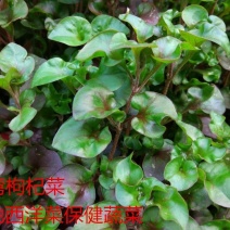 旱地西洋菜苗台湾红枸杞菜苗新型保健野菜带育苗