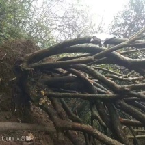 映山红