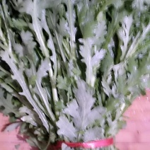 小叶茼蒿