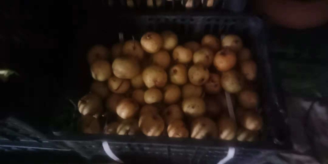 图片展示东北集市中,一位摊主正在售卖酸梨,箩筐中堆满了黄褐色的酸梨,背景是寒冷天气中忙碌的顾客 东北集市上售卖酸梨的图片