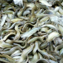 胡子鲶