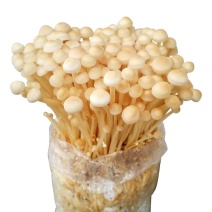 金针菇黄色品种出菇棒出菇包菌包