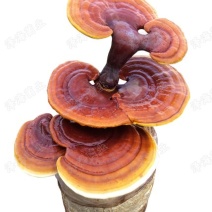 灵芝菌棒出菇棒菌包