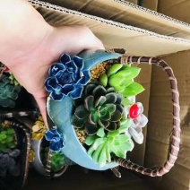 2朵花吊篮，一件6盆