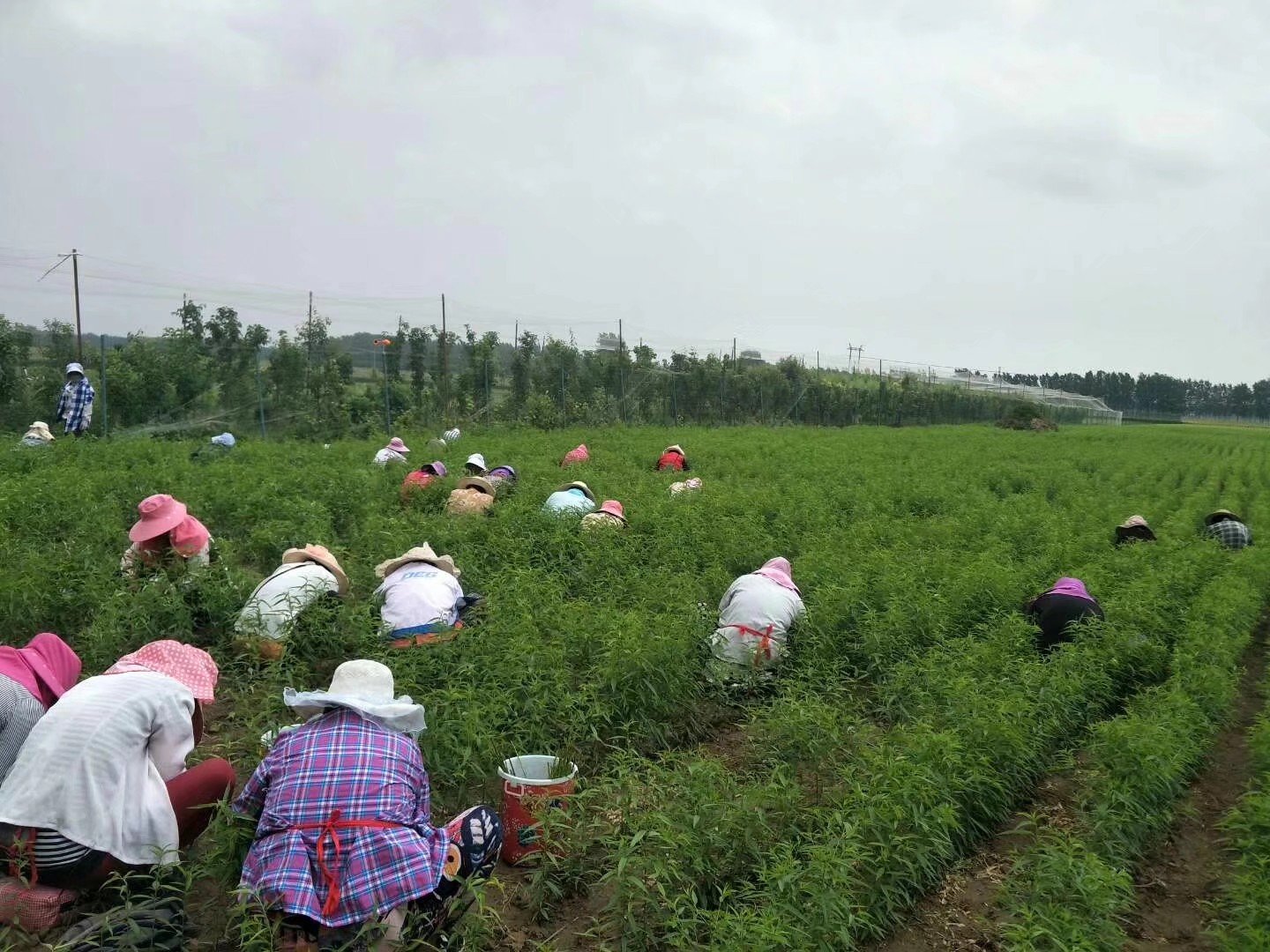 半边红李子果园