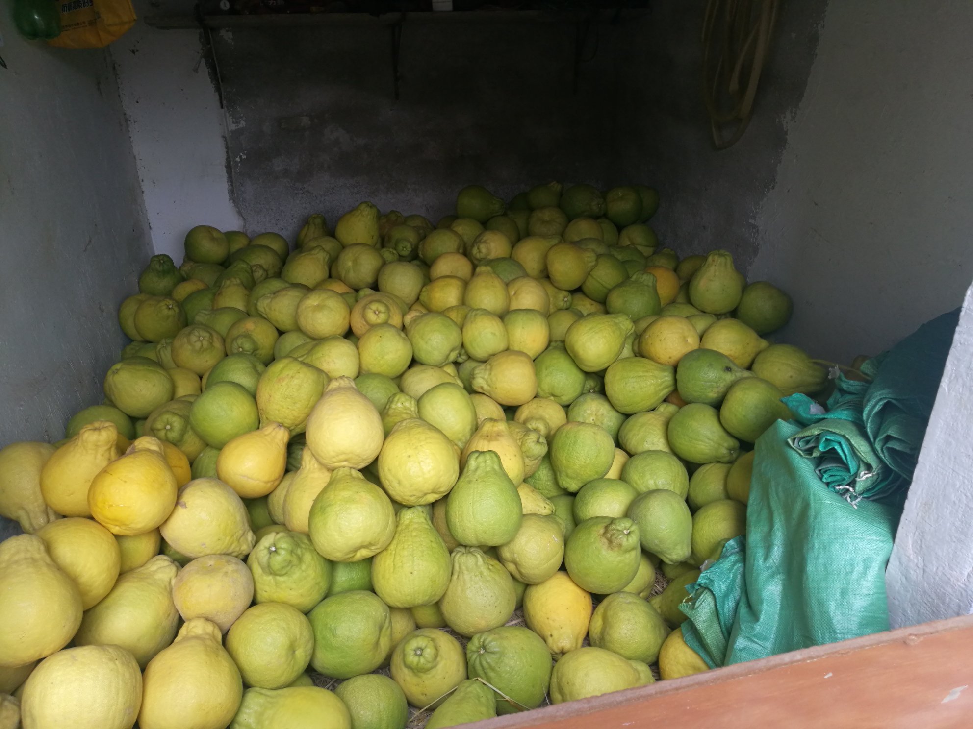 沙田柚树体营养吸收周期图示