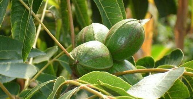 两张并列图片展示同一棵青皮核桃树修剪前后的状态。左侧为修剪前:枝条密集交错,树冠内部阴暗,叶片稀疏;右侧为修剪后:主枝清晰展开,层次分明,透光良好,新生枝条分布均匀,整体树势健壮 核桃树修剪前后对比图