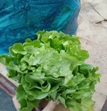 生菜四川彭州产地直供