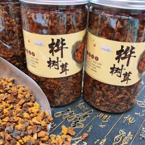 包邮桦树茸桦树孔菌颗粒基地常年供应量大从优