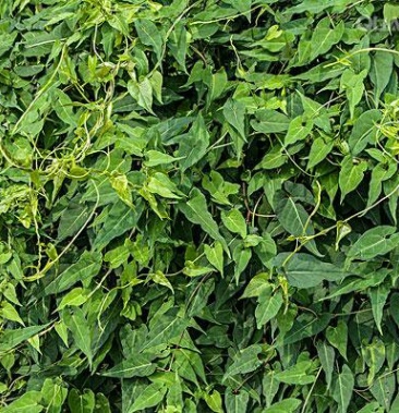 [首乌藤批发]长期供应夜胶藤,别名(首乌藤)价格12.00元/公斤 - 一亩田