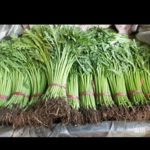 茼蒿
