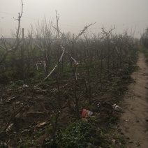 晚秋黄梨树