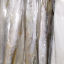 网带刀鱼
