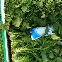 精品荠菜