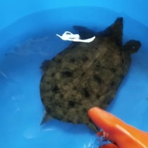 生态甲鱼