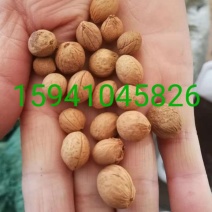 榆叶梅种子小桃红种子处理完好欢迎前来实地看种选购