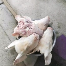 猪头