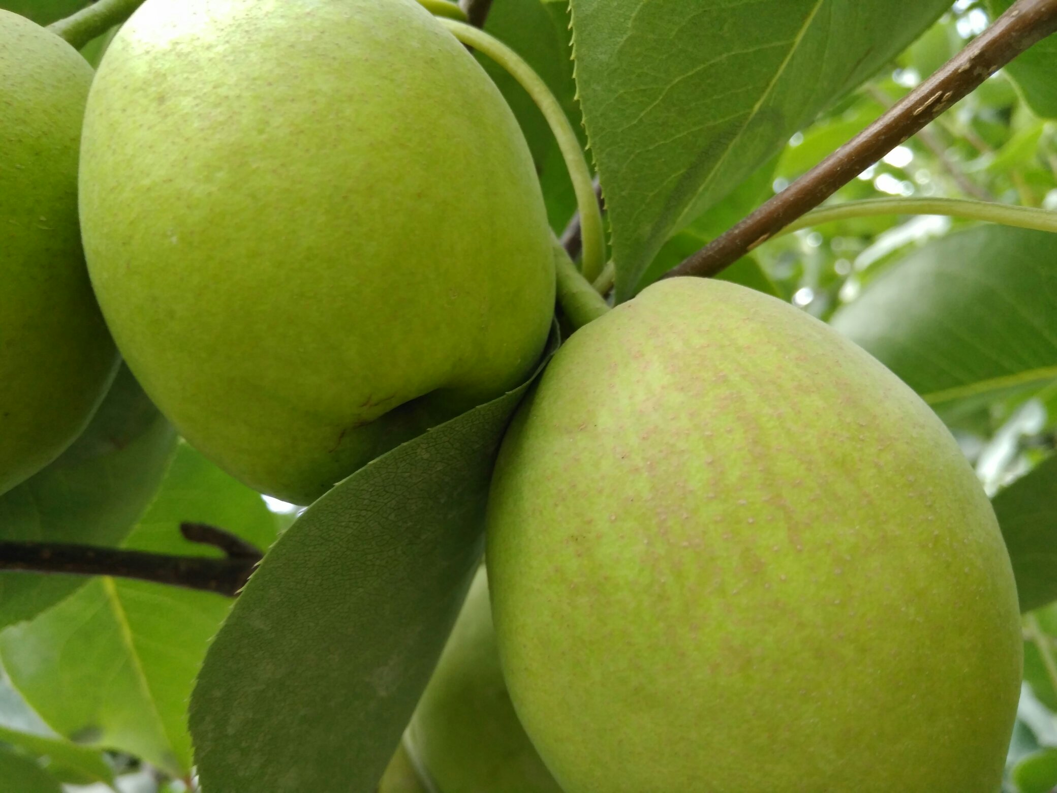 香梨果树与果实