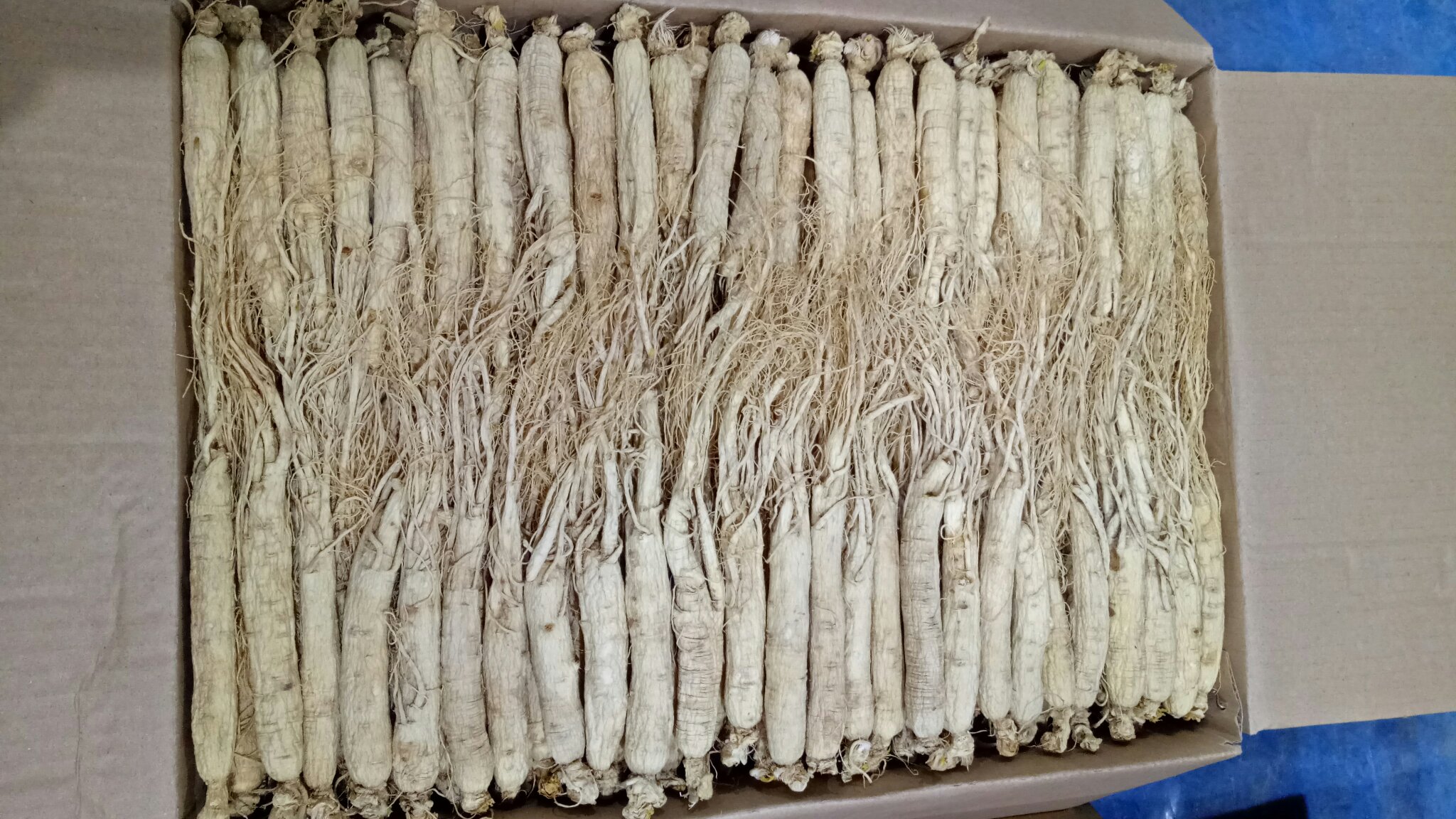 人参根部特写图