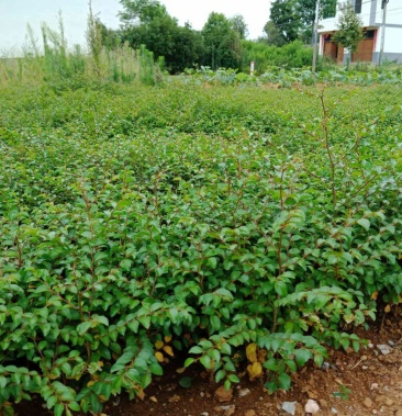 [马甲子苗批发]马甲子苗 20~30cm价格0.15元/棵 - 一亩田