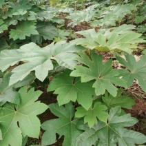 大通草苗通草种苗一手货源成活率高