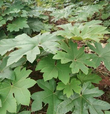 [通草批发]大通草苗 通草种苗 一手货源成活率高价格0